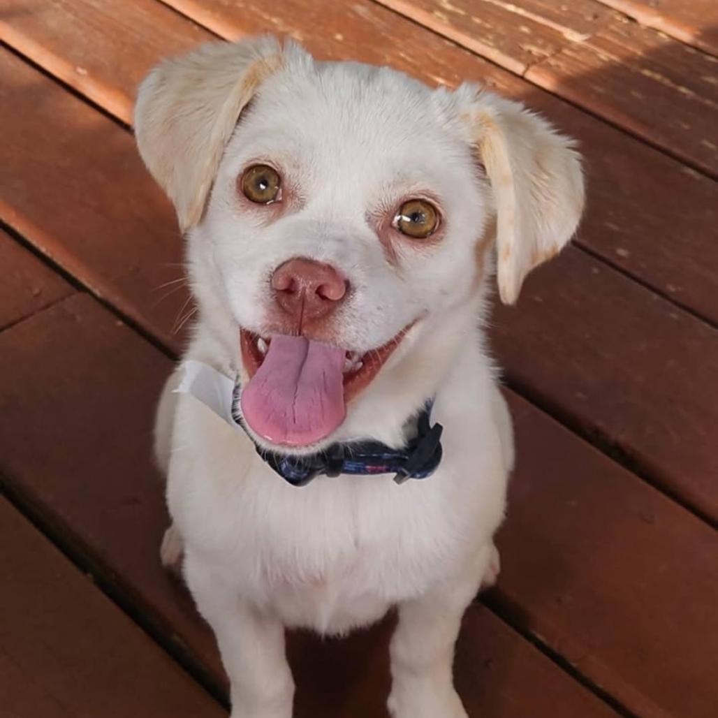 Enlarge Patty Andrews, a Adoptable mixed breed in Joliet, IL image 4/4