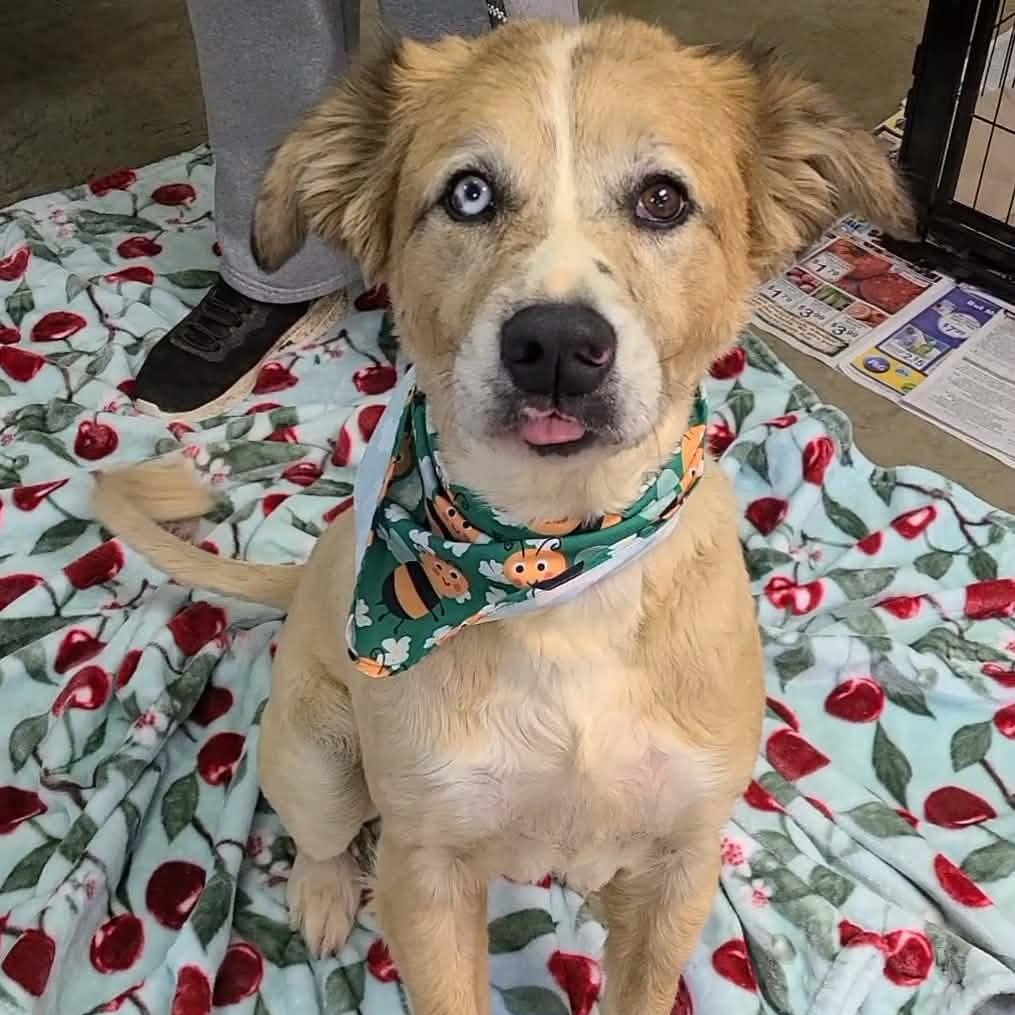 Han Solo, ADOPTABLE, Adult Male Australian Shepherd & Golden Retriever.