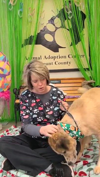 Enlarge Han Solo, a ADOPTABLE mixed breed in Woolwich, ME video 2/2