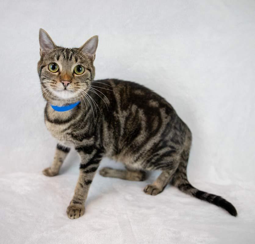 Curly, Adoptable, Young Female Domestic Short Hair & Tabby.