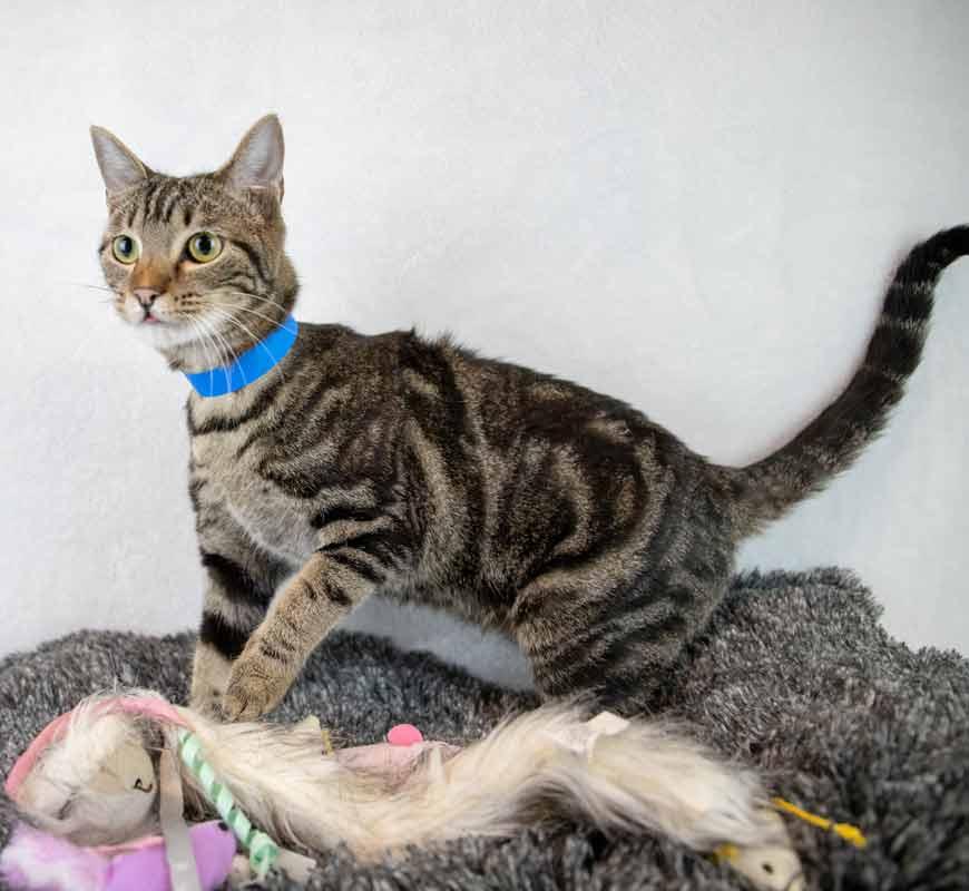 Enlarge Curly, a Adoptable mixed breed in Kennesaw, GA image 2/6