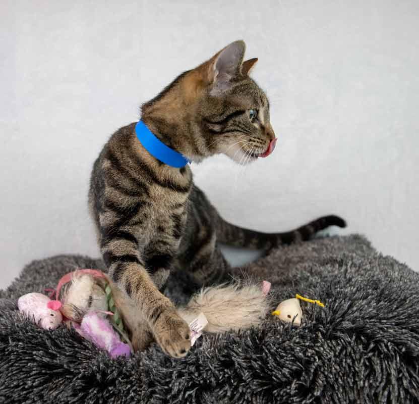 Enlarge Curly, a Adoptable mixed breed in Kennesaw, GA image 3/6