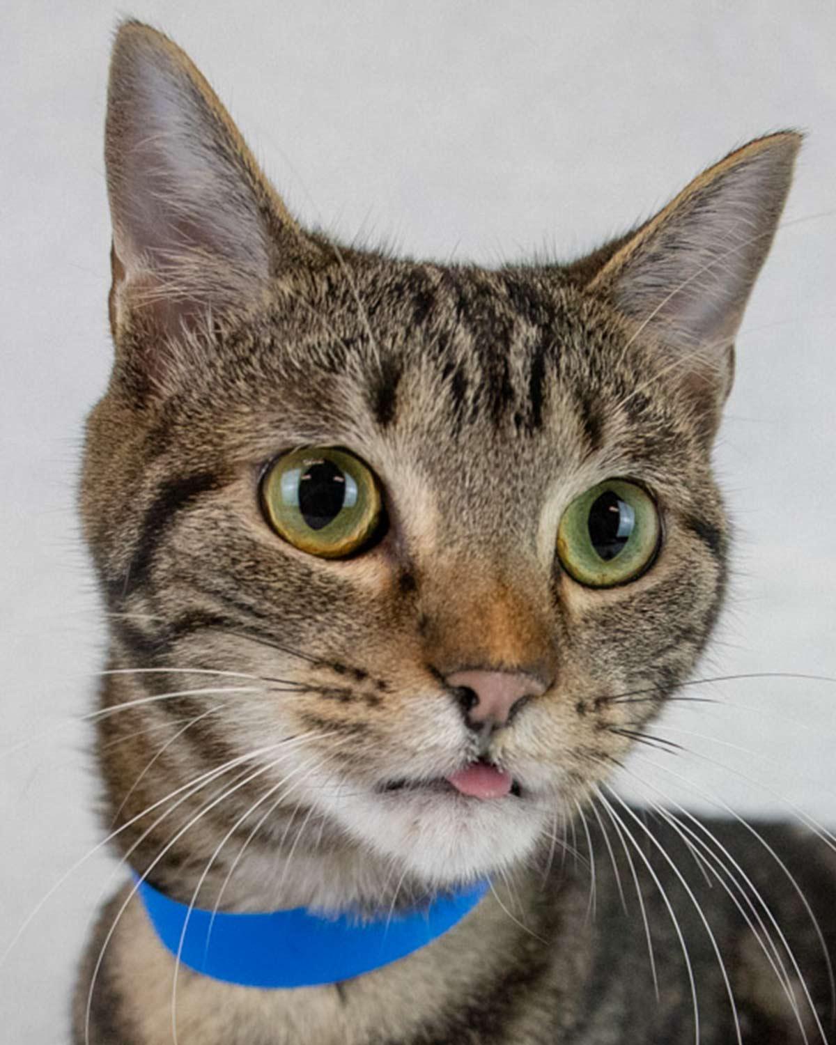 Enlarge Curly, a Adoptable mixed breed in Kennesaw, GA image 6/6