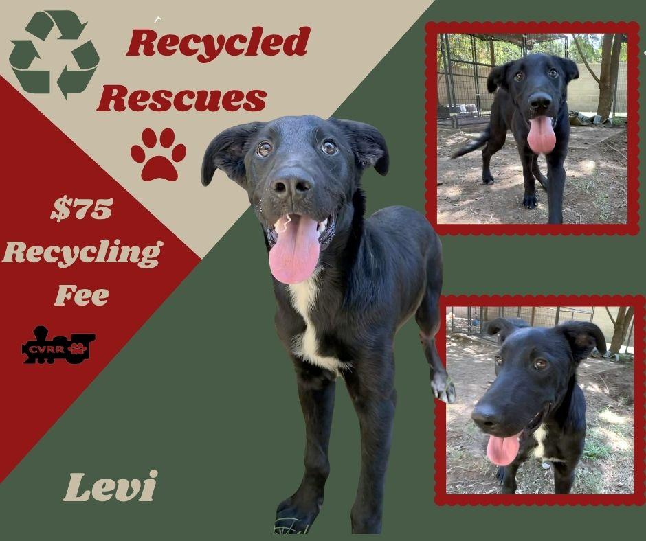 Levi, Adoptable, Young Male Border Collie.