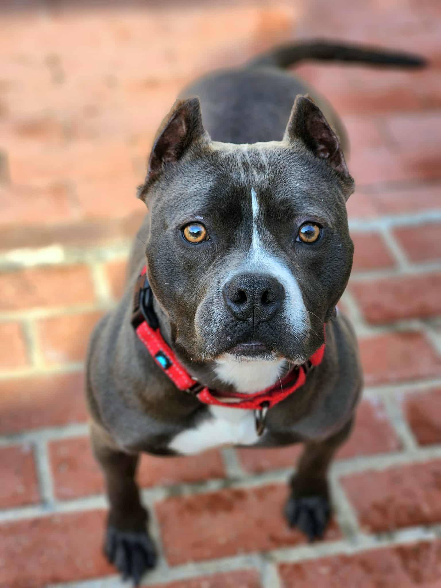 Lola , ADOPTABLE, Adult Female Staffordshire Bull Terrier & Boston Terrier.
