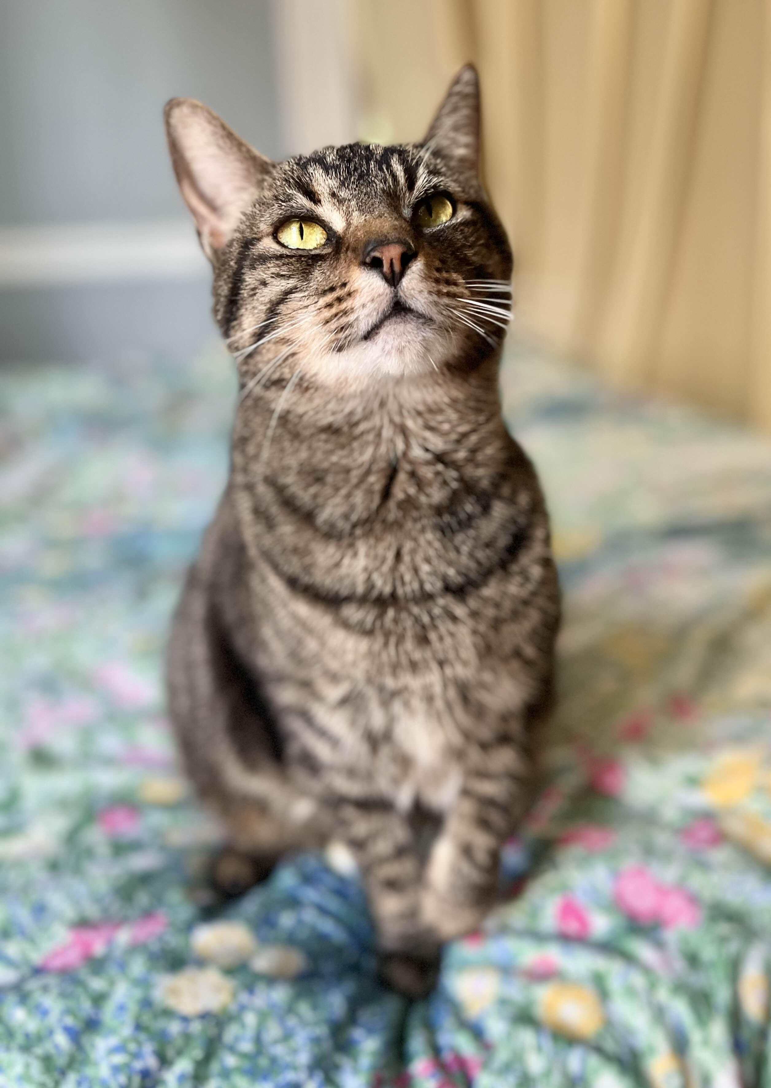 Simba, a Adoptable Domestic Short Hair in Richmond, KY image 2/6