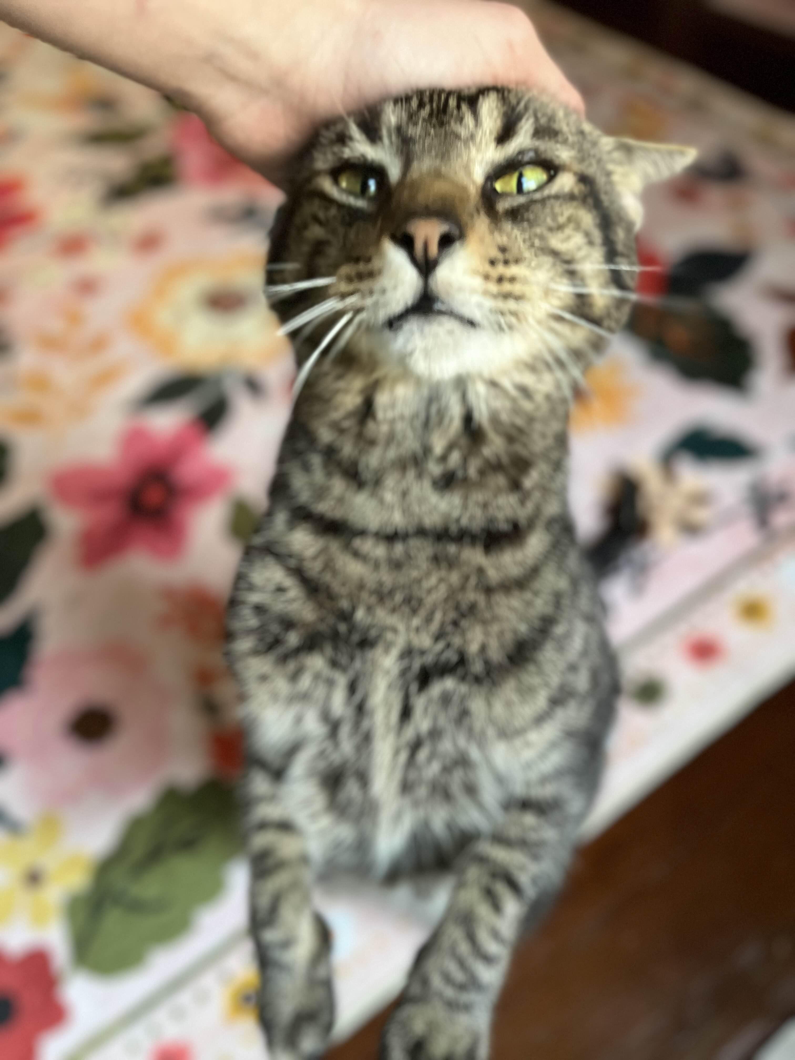 Simba, a Adoptable Domestic Short Hair in Richmond, KY image 3/6