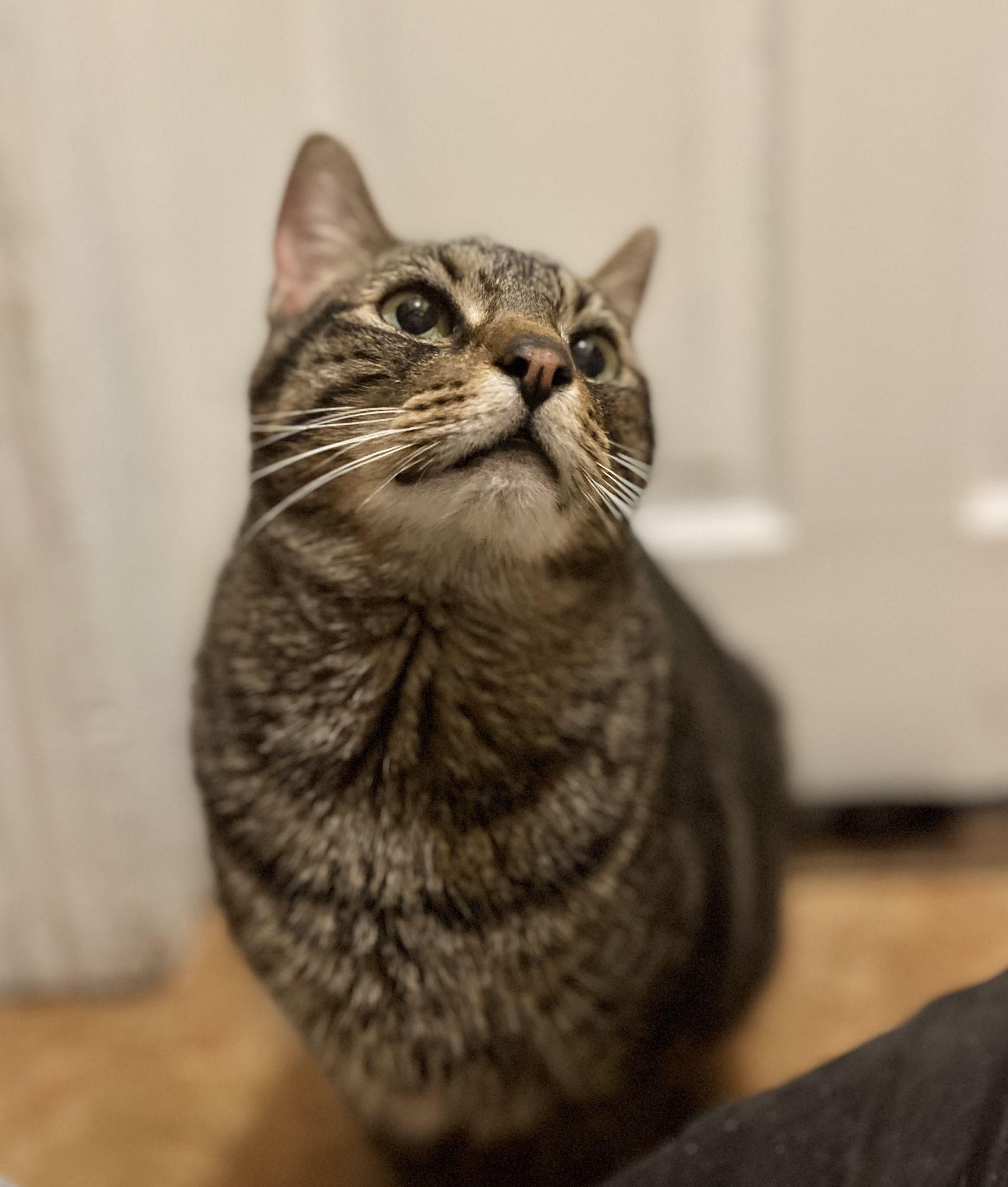 Simba, a Adoptable Domestic Short Hair in Richmond, KY image 4/6