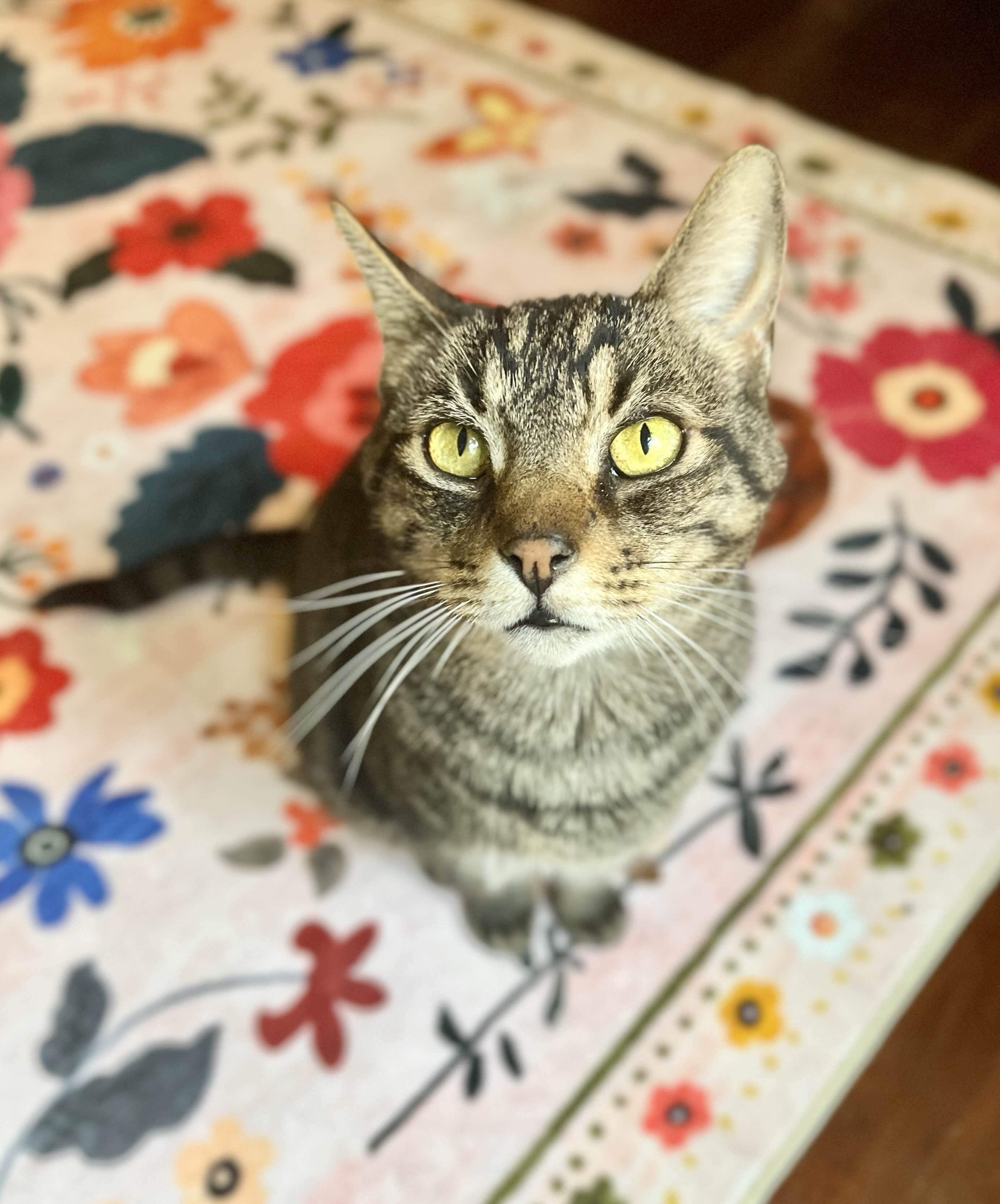 Simba, a Adoptable Domestic Short Hair in Richmond, KY image 5/6