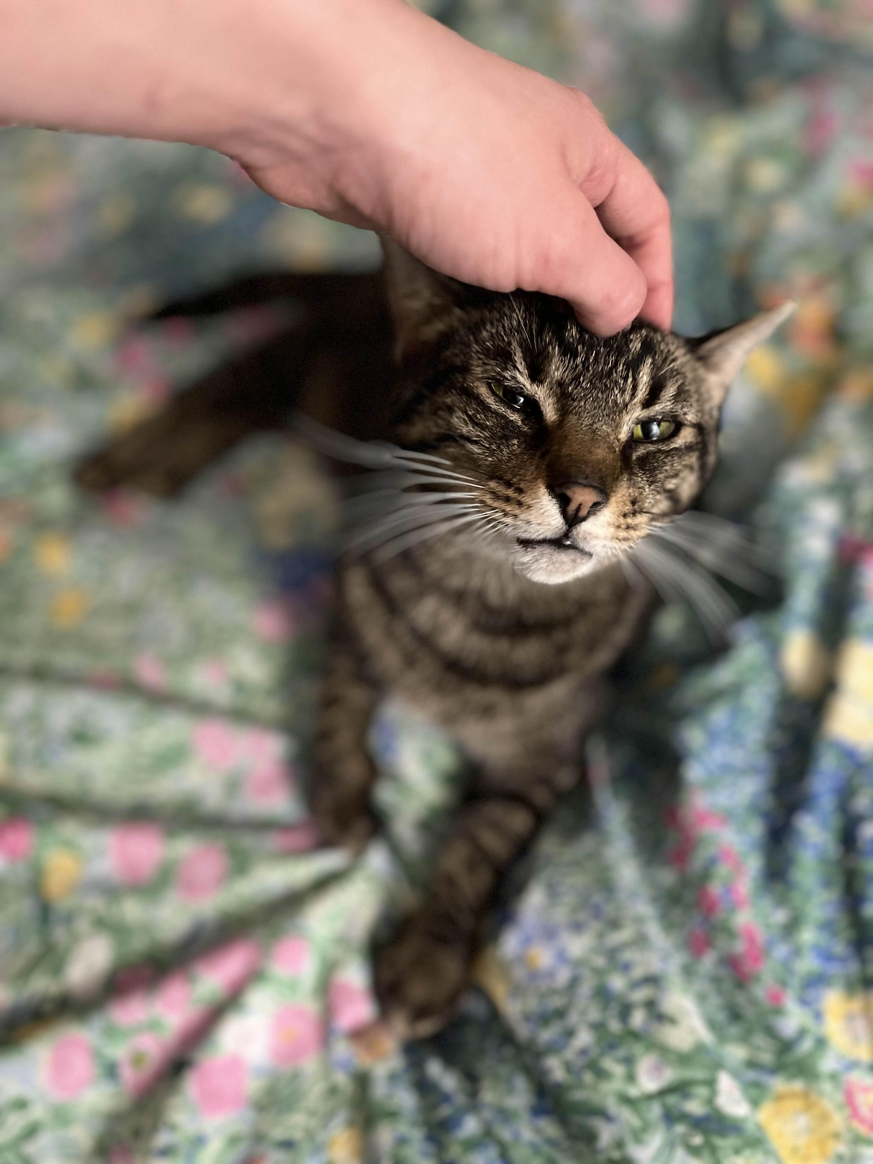 Simba, a Adoptable Domestic Short Hair in Richmond, KY image 6/6