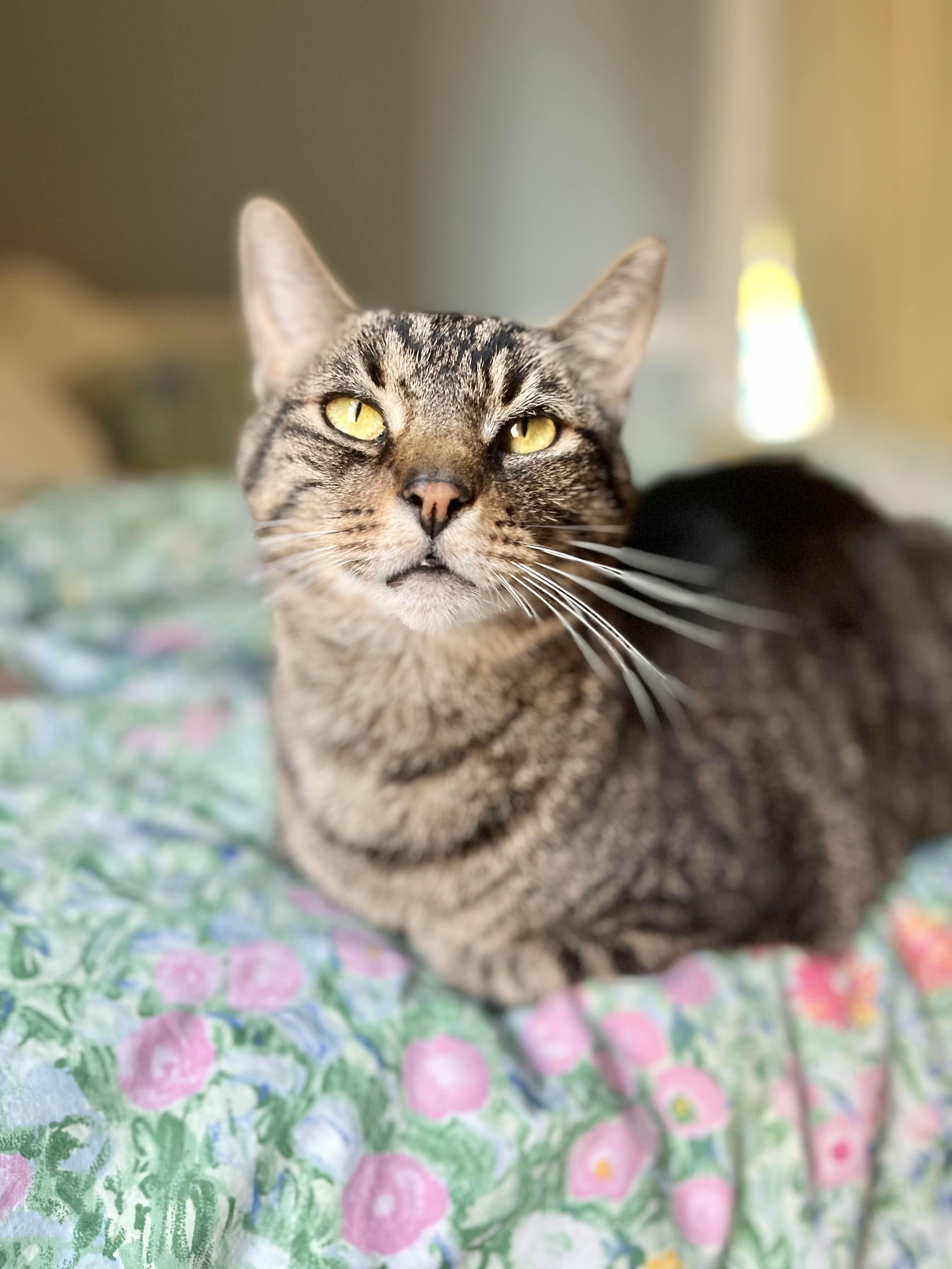 Simba, a Adoptable Domestic Short Hair in Richmond, KY image 1/6