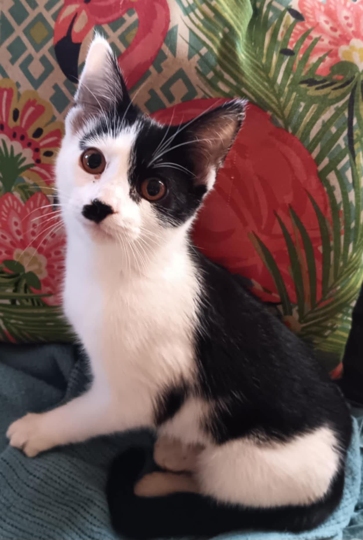 Camille, Baby Female Domestic Short Hair