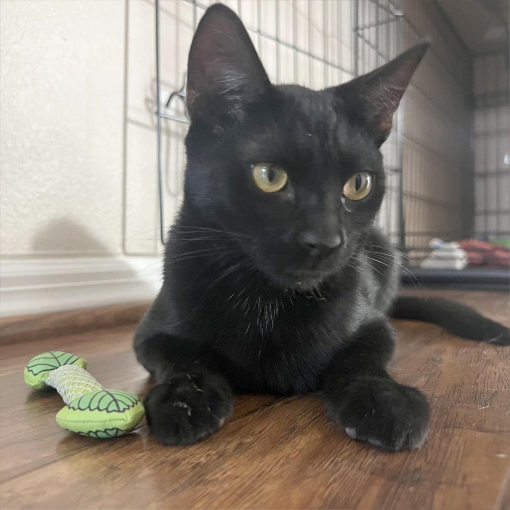 Americano, Adoptable, Young Male American Shorthair.