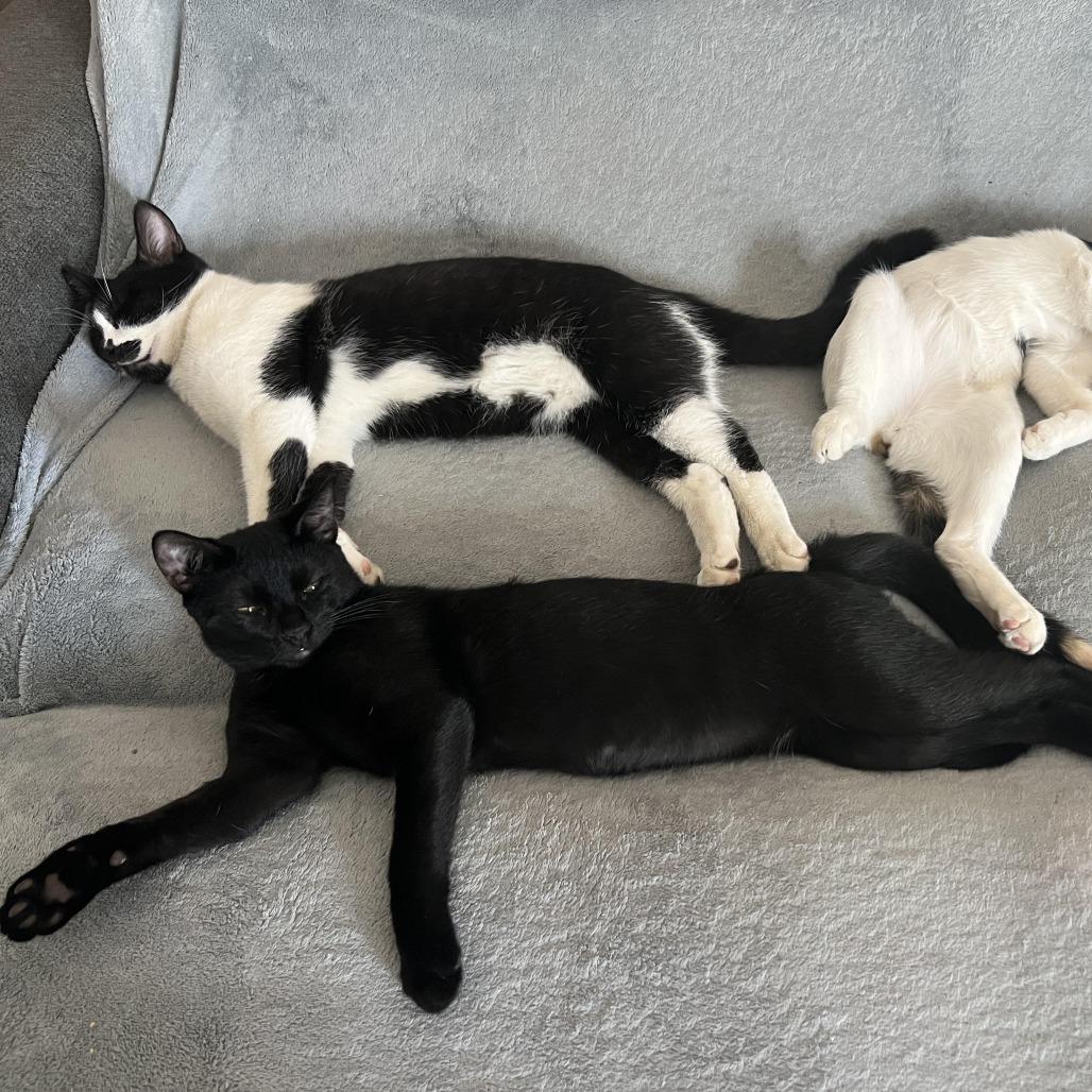 Enlarge Americano, a Adoptable American Shorthair in Garden Grove, CA image 2/5