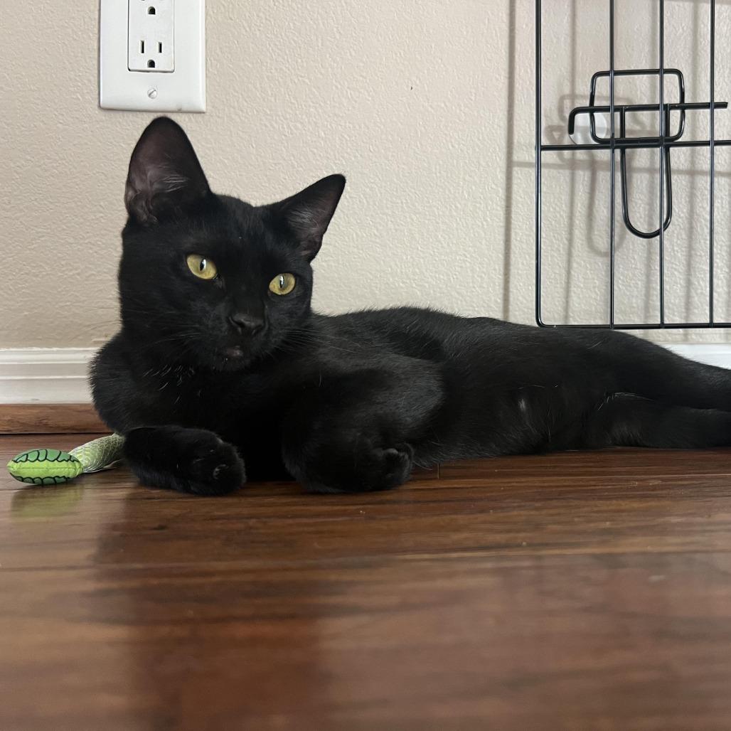 Enlarge Americano, a Adoptable American Shorthair in Garden Grove, CA image 3/5