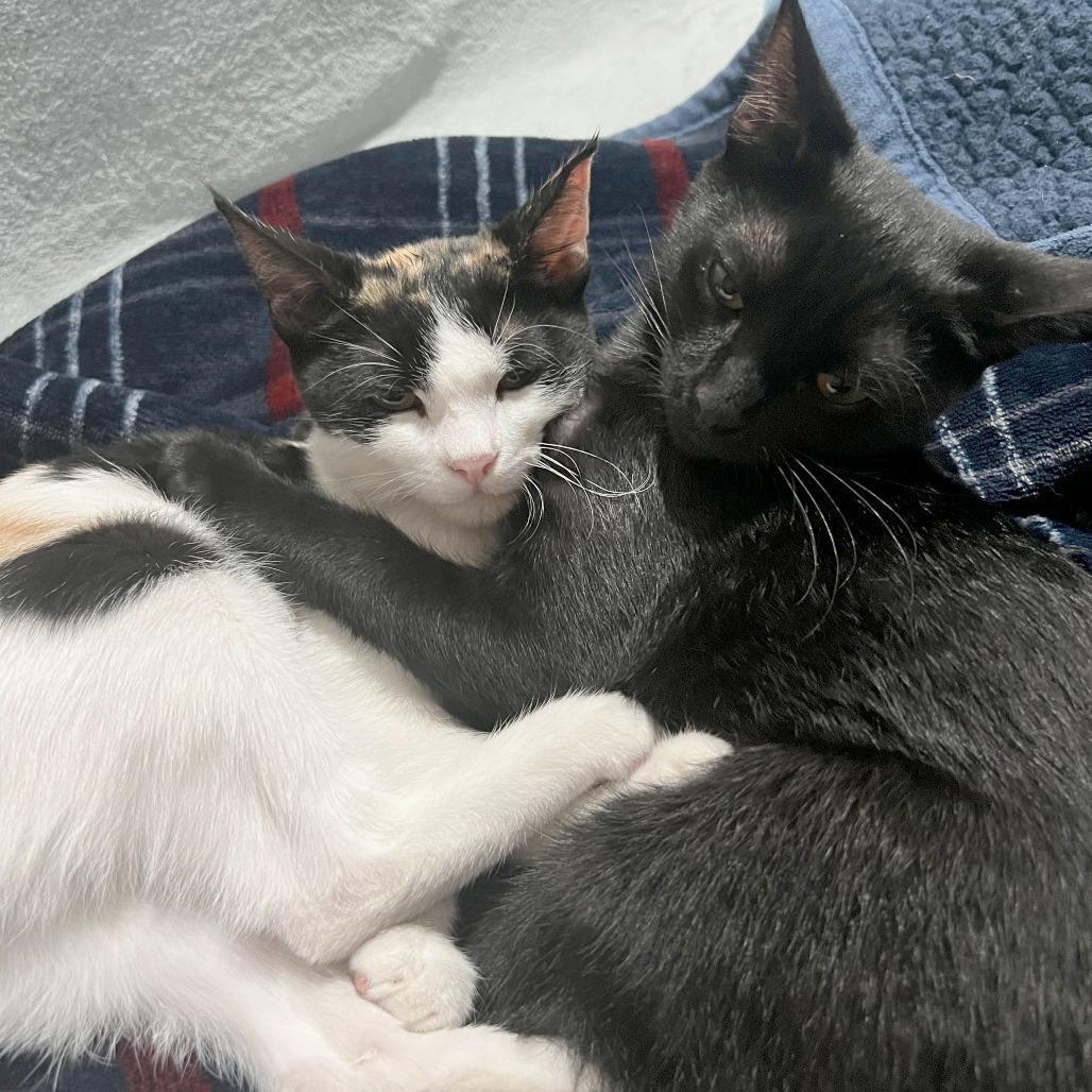 Enlarge Americano, a Adoptable American Shorthair in Garden Grove, CA image 4/5