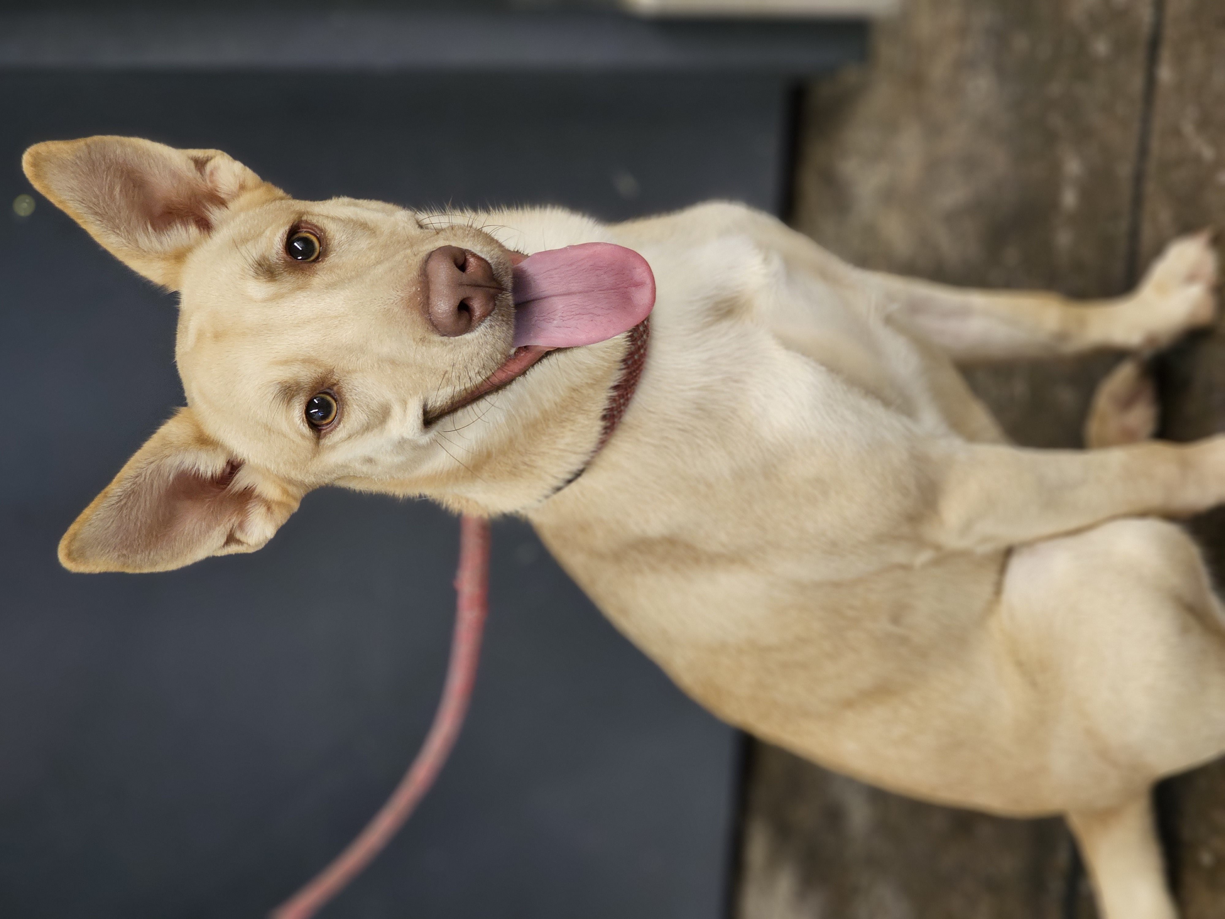 Em, Adopted, Adult Female Mixed Breed.