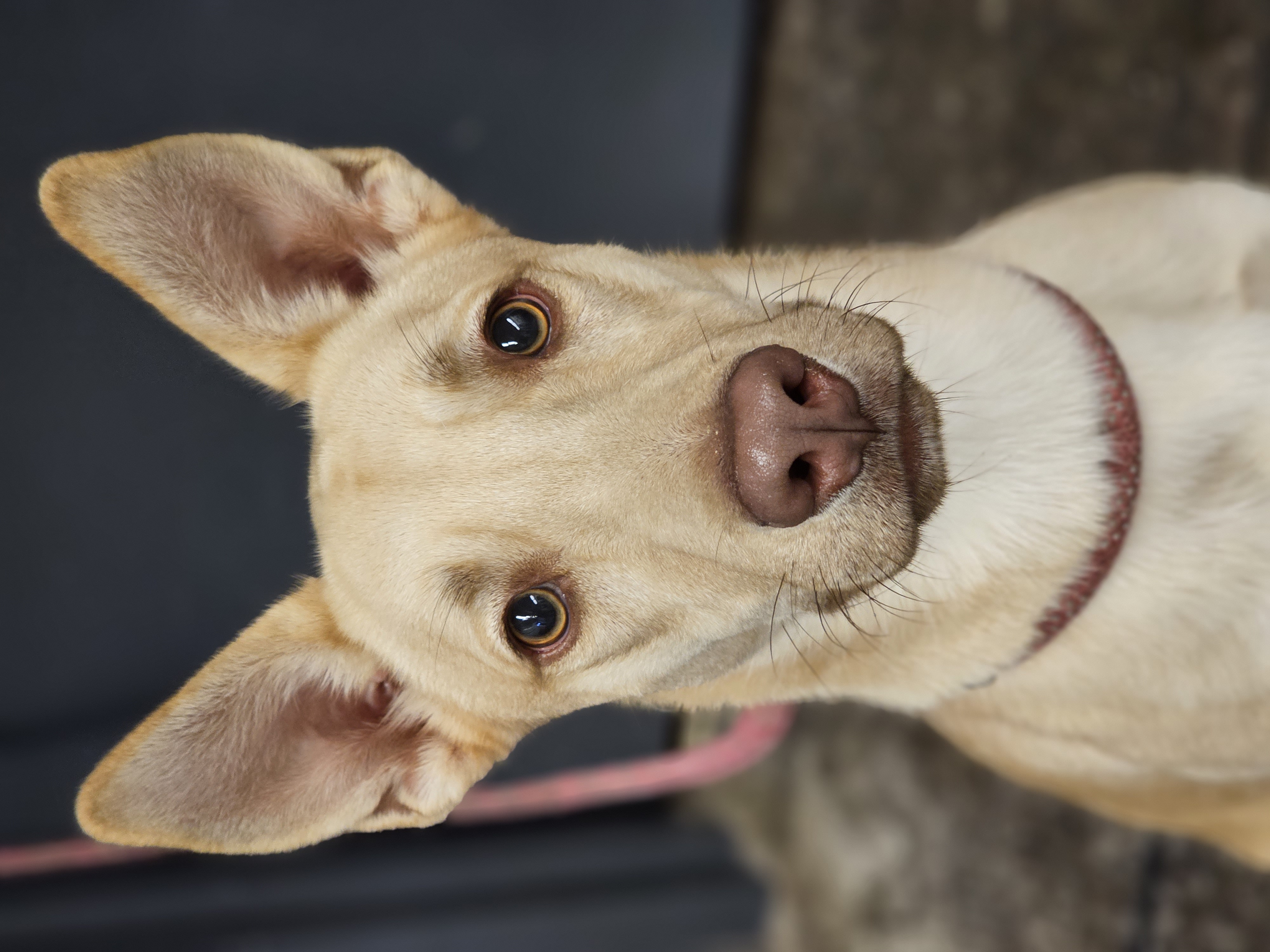 Enlarge Em, a Adopted Mixed Breed in Enid, OK image 2/5