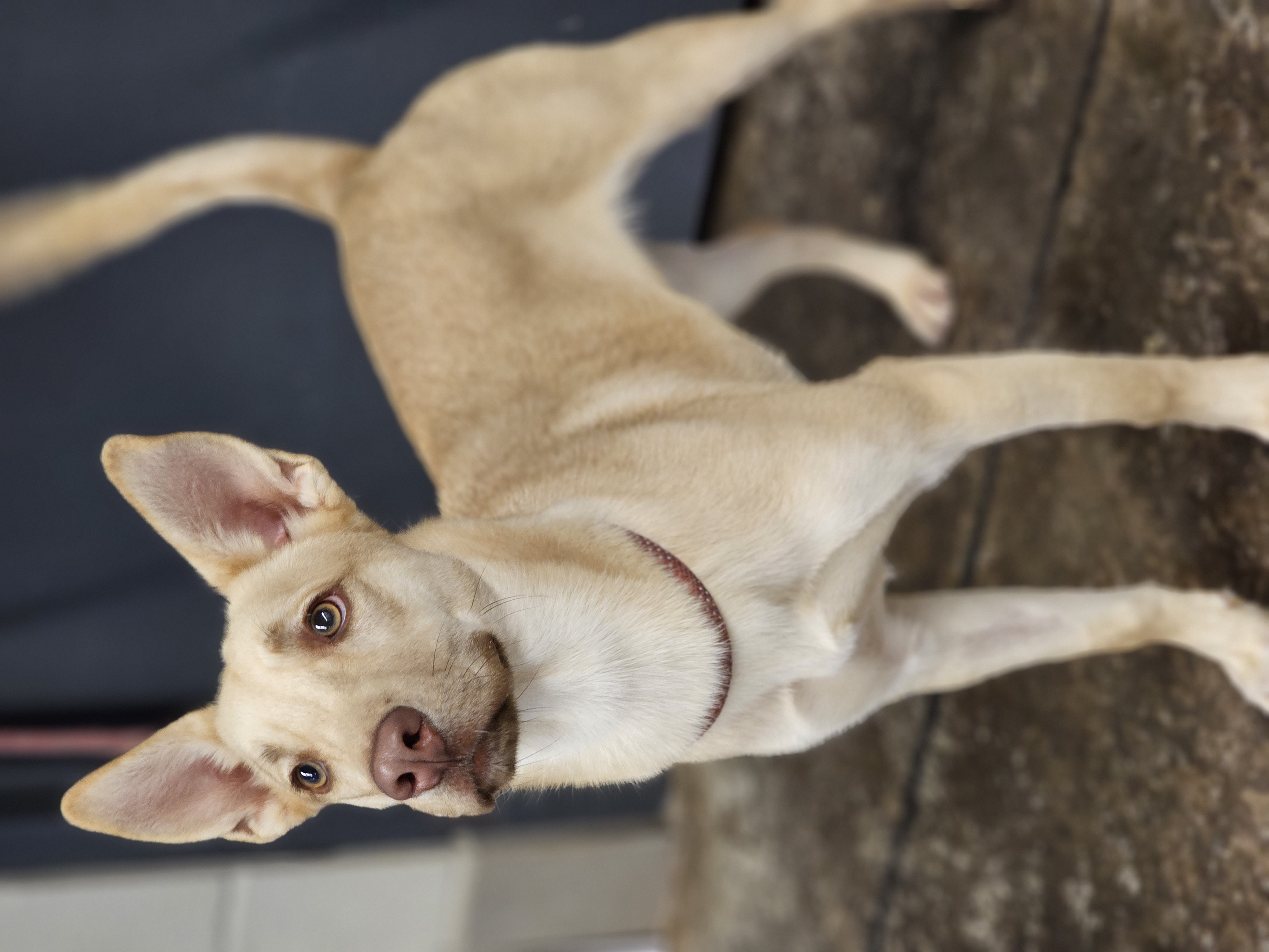 Enlarge Em, a Adopted Mixed Breed in Enid, OK image 3/5