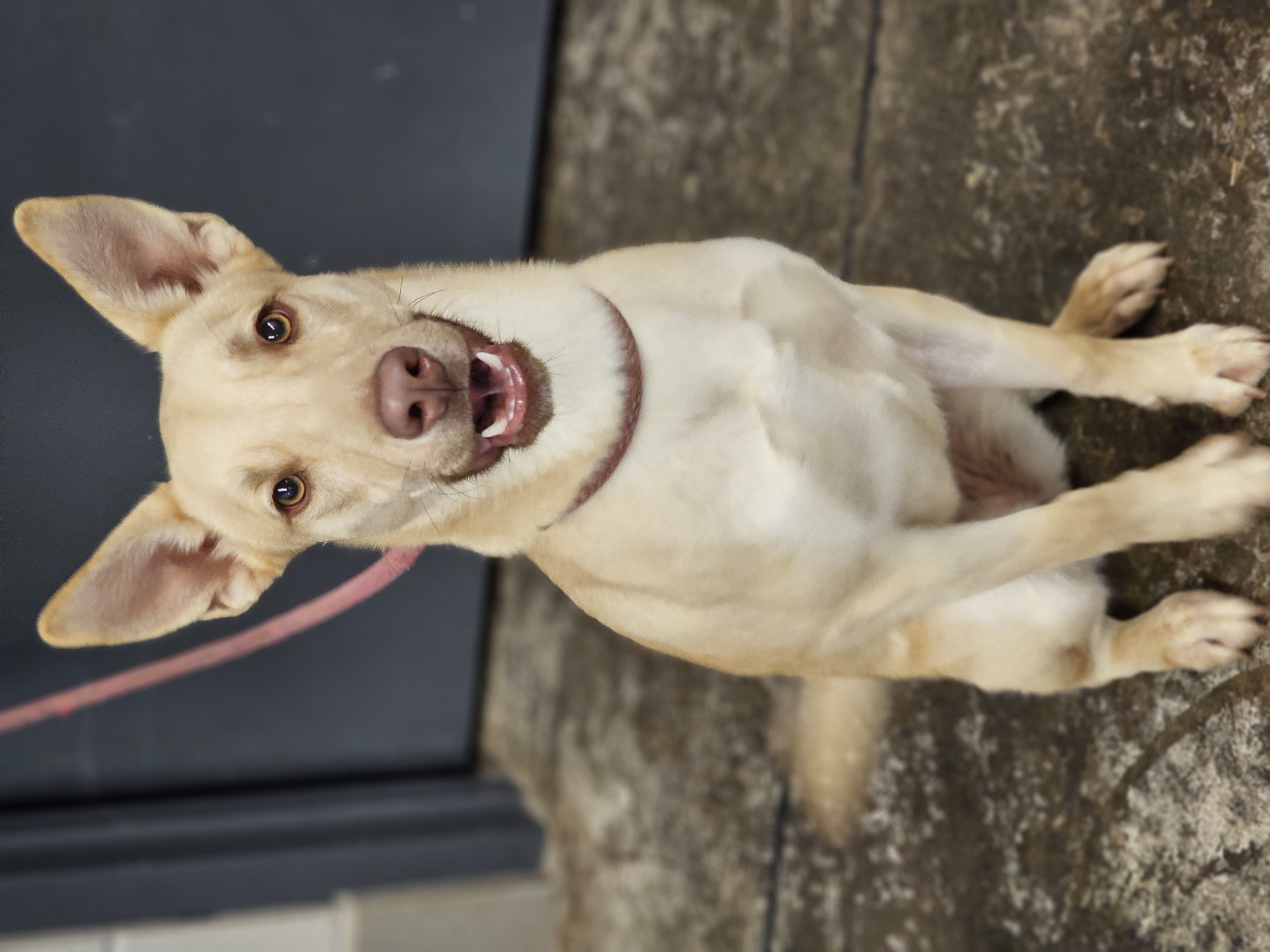 Enlarge Em, a Adopted Mixed Breed in Enid, OK image 4/5