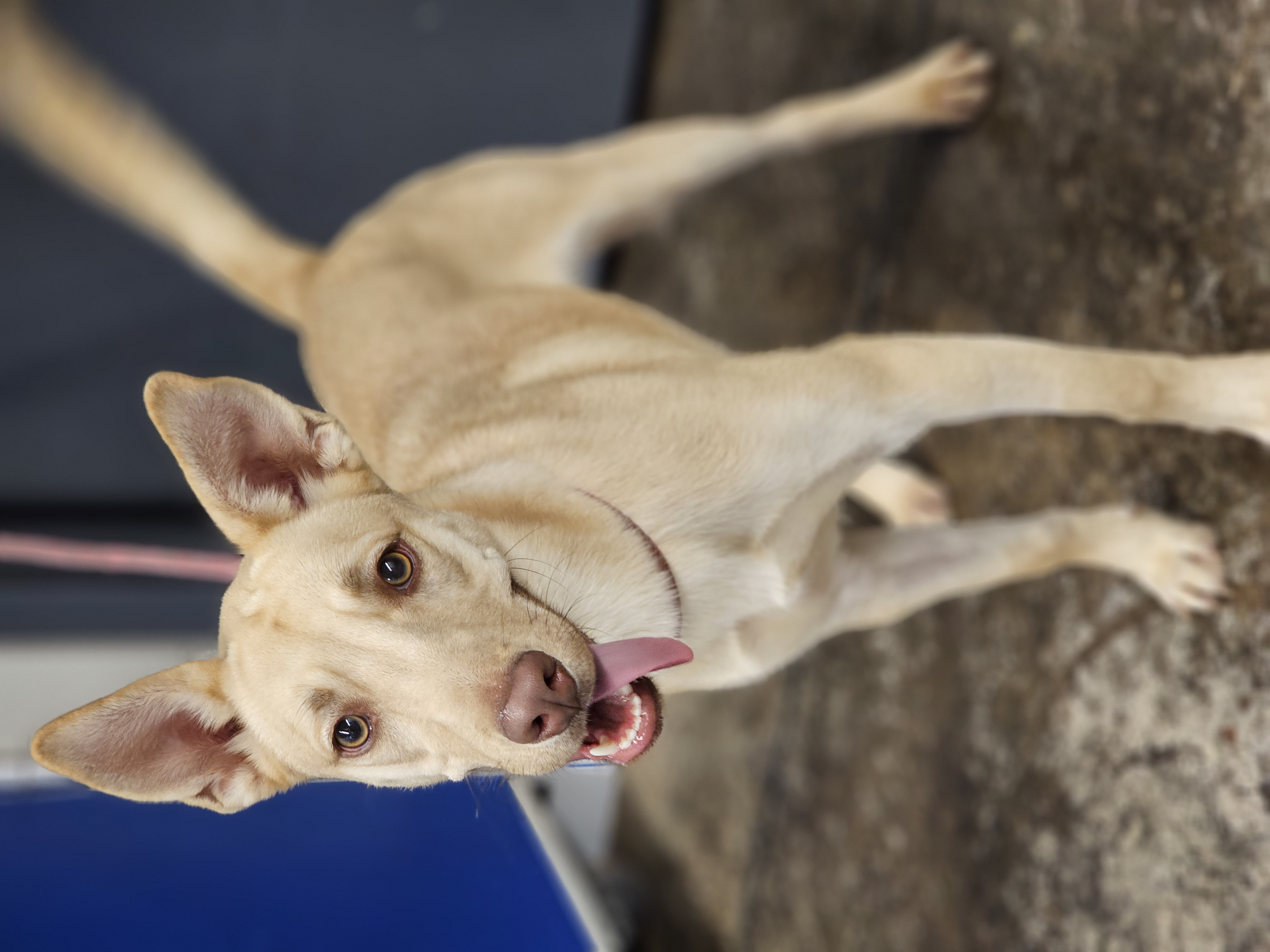 Em, Adopted, Adult Female Mixed Breed.