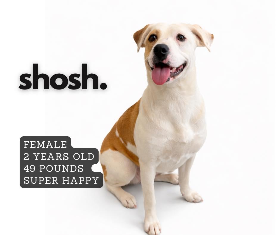 Enlarge Shosh, a Adoptable mixed breed in Ashland, KY image 1/1