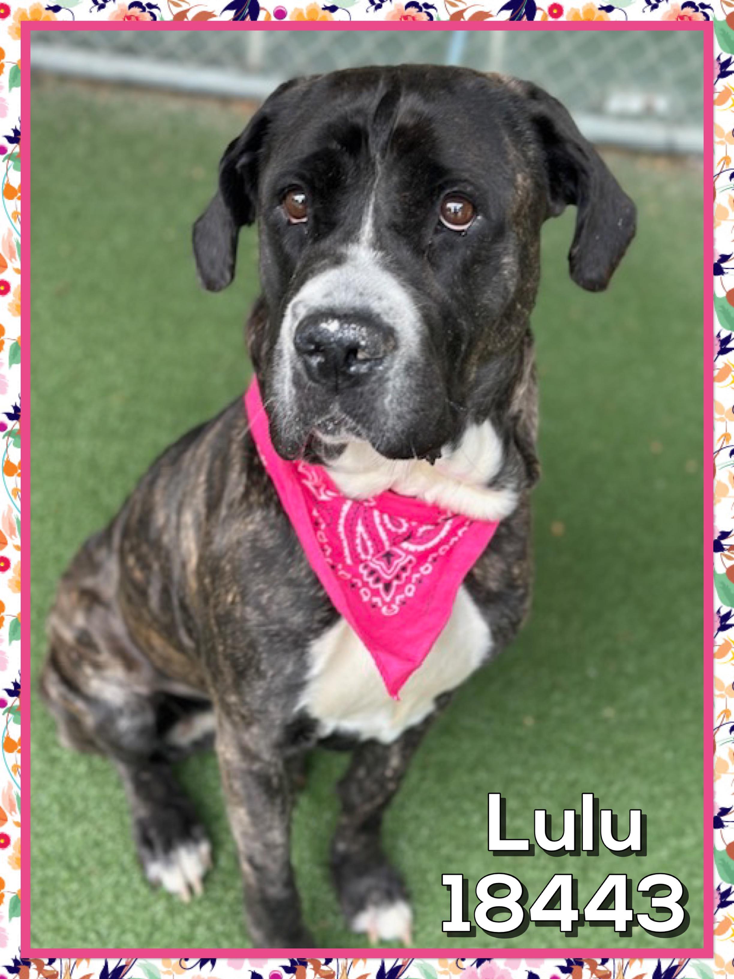 LULU, ADOPTABLE, Young Female Cane Corso.