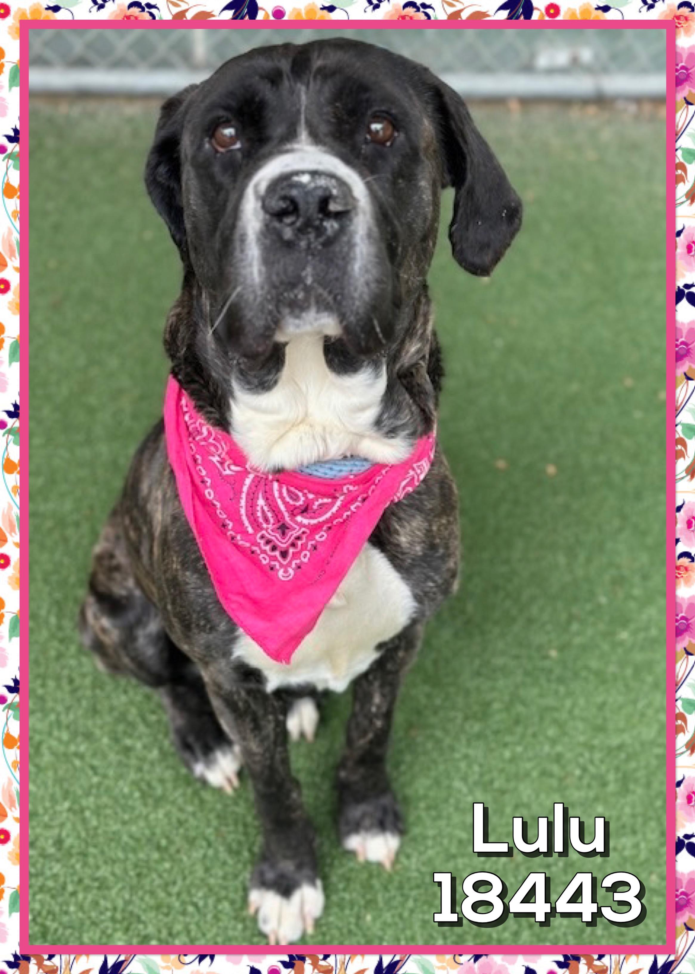 LULU, a ADOPTABLE mixed breed in Marietta, GA image 3/5