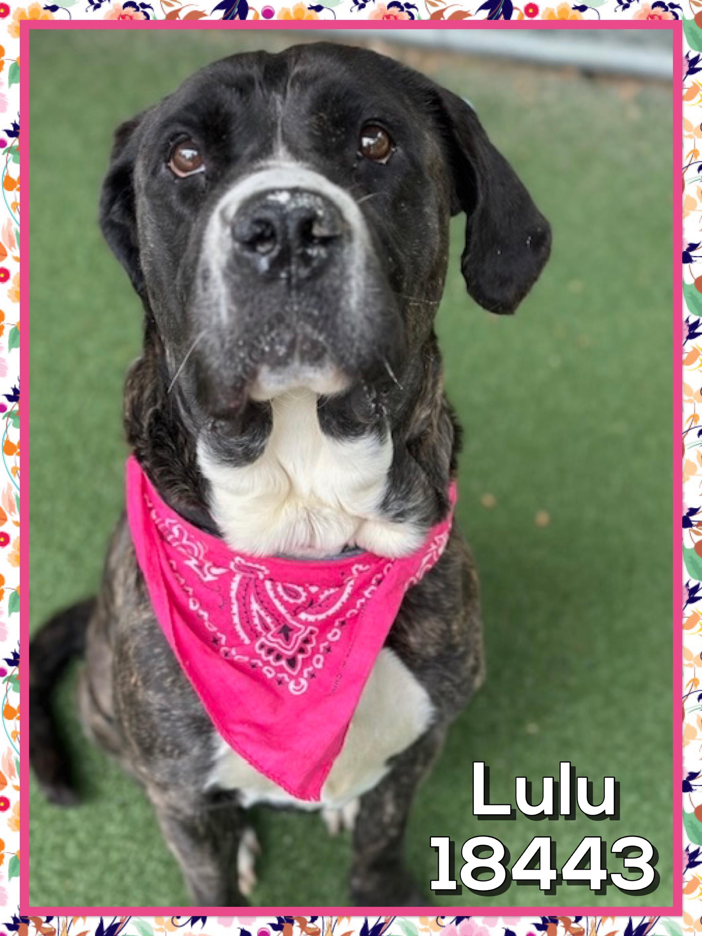 LULU, a ADOPTABLE mixed breed in Marietta, GA image 5/5