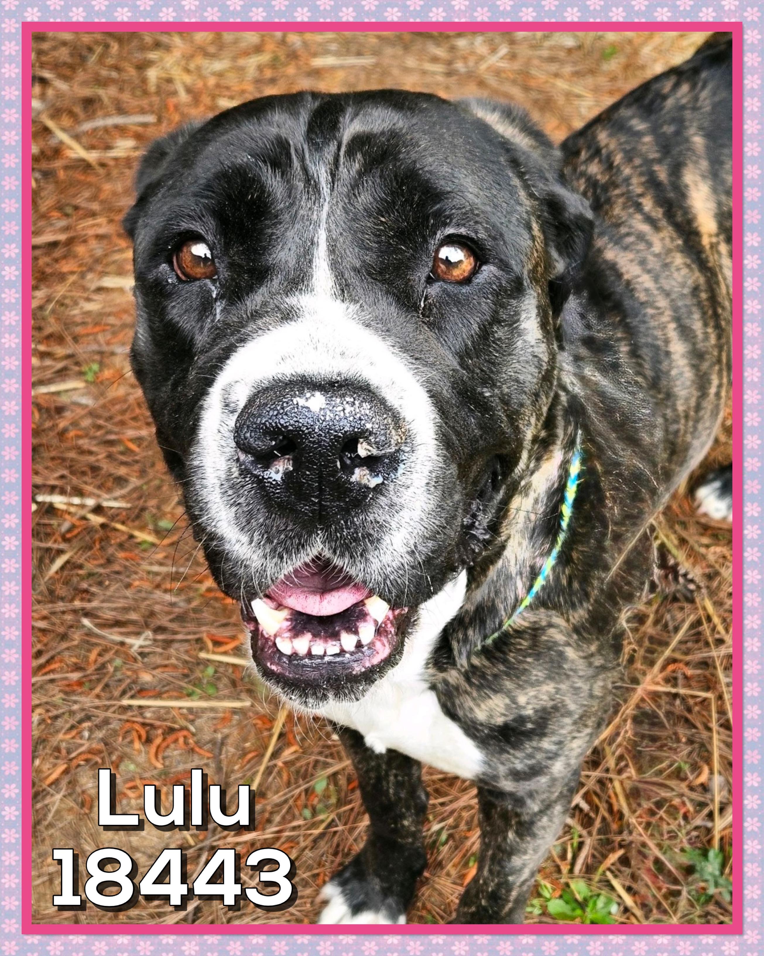 LULU, a ADOPTABLE mixed breed in Marietta, GA image 2/5