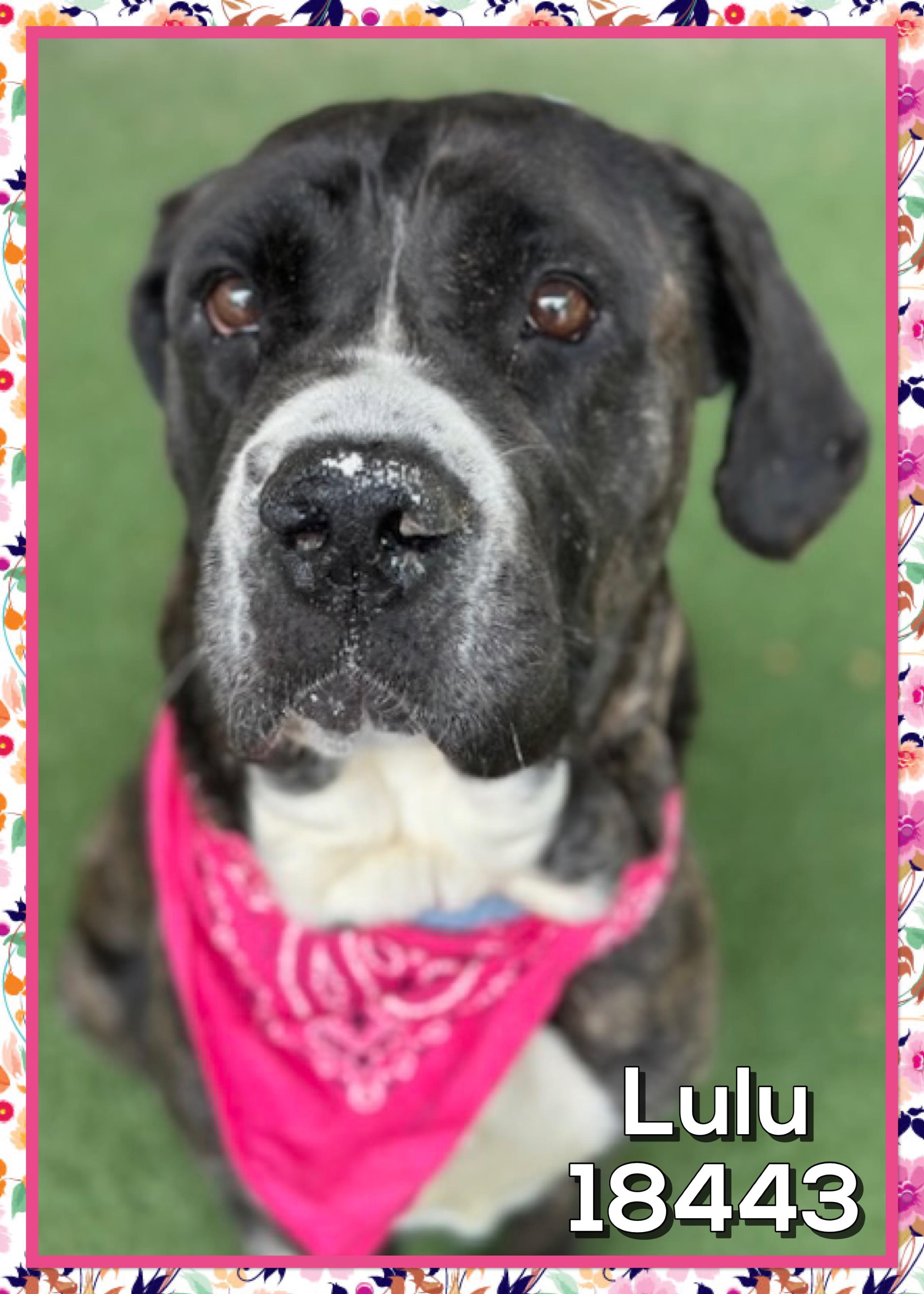 LULU, a ADOPTABLE mixed breed in Marietta, GA image 4/5