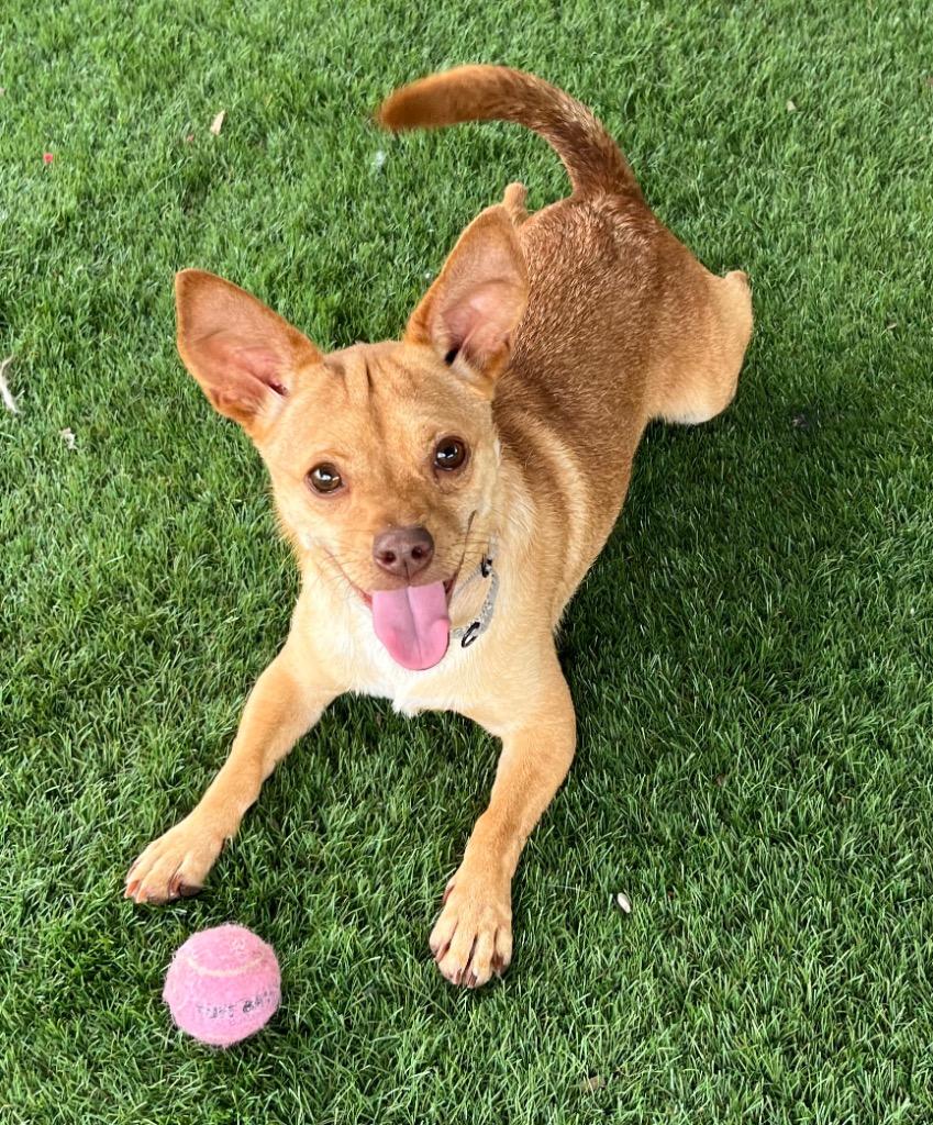 Charlie-16lb Sweet Boy!, Adoptable, Adult Male Chihuahua & Dachshund.