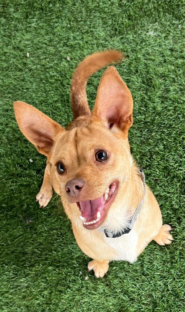 Charlie-16lb Sweet Boy!, a Adoptable mixed breed in Fort Myers, FL image 2/2