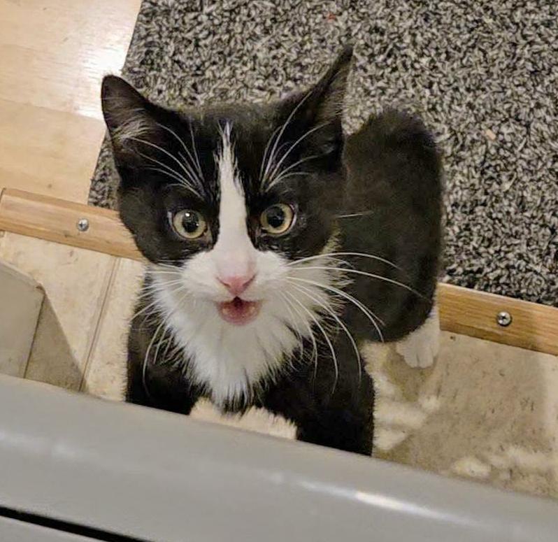 Chai, ADOPTABLE, Kitten Female Domestic Short Hair & Tuxedo.