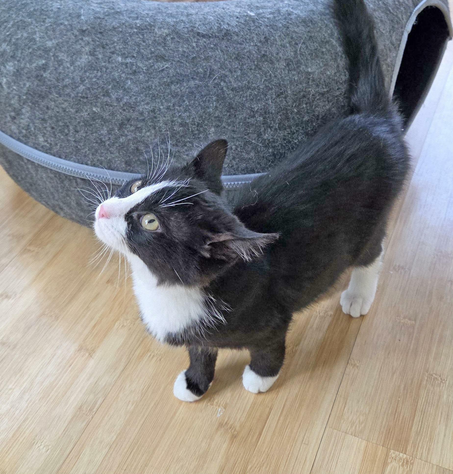 Enlarge Chai, an adopted mixed breed in South Park, PA image 2/2