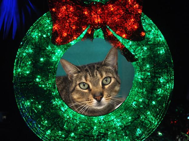 ZORA, Adoptable, Adult Female Domestic Short Hair.