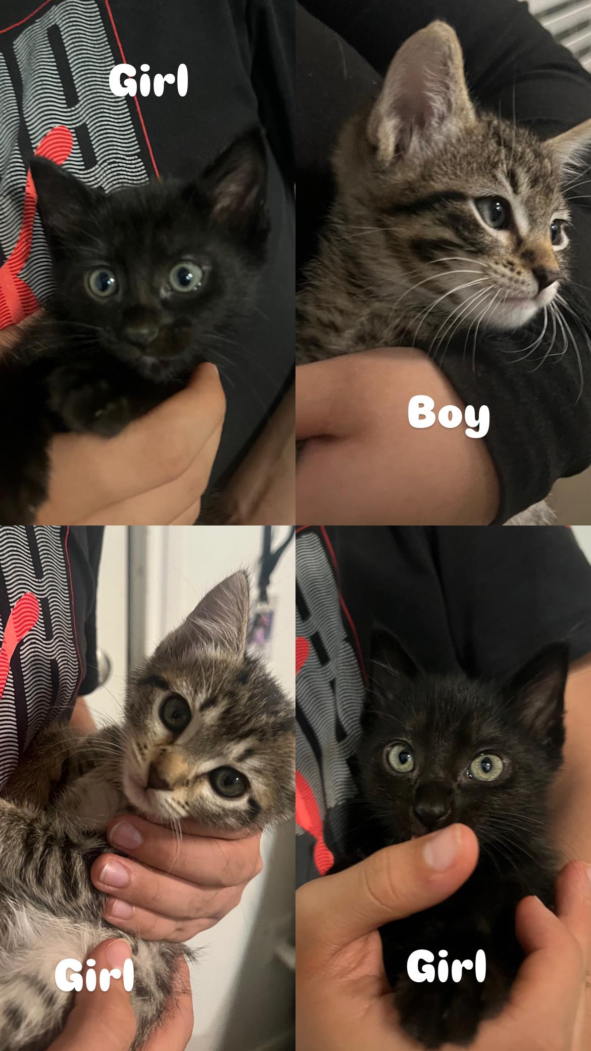 Houston Astros kittens!