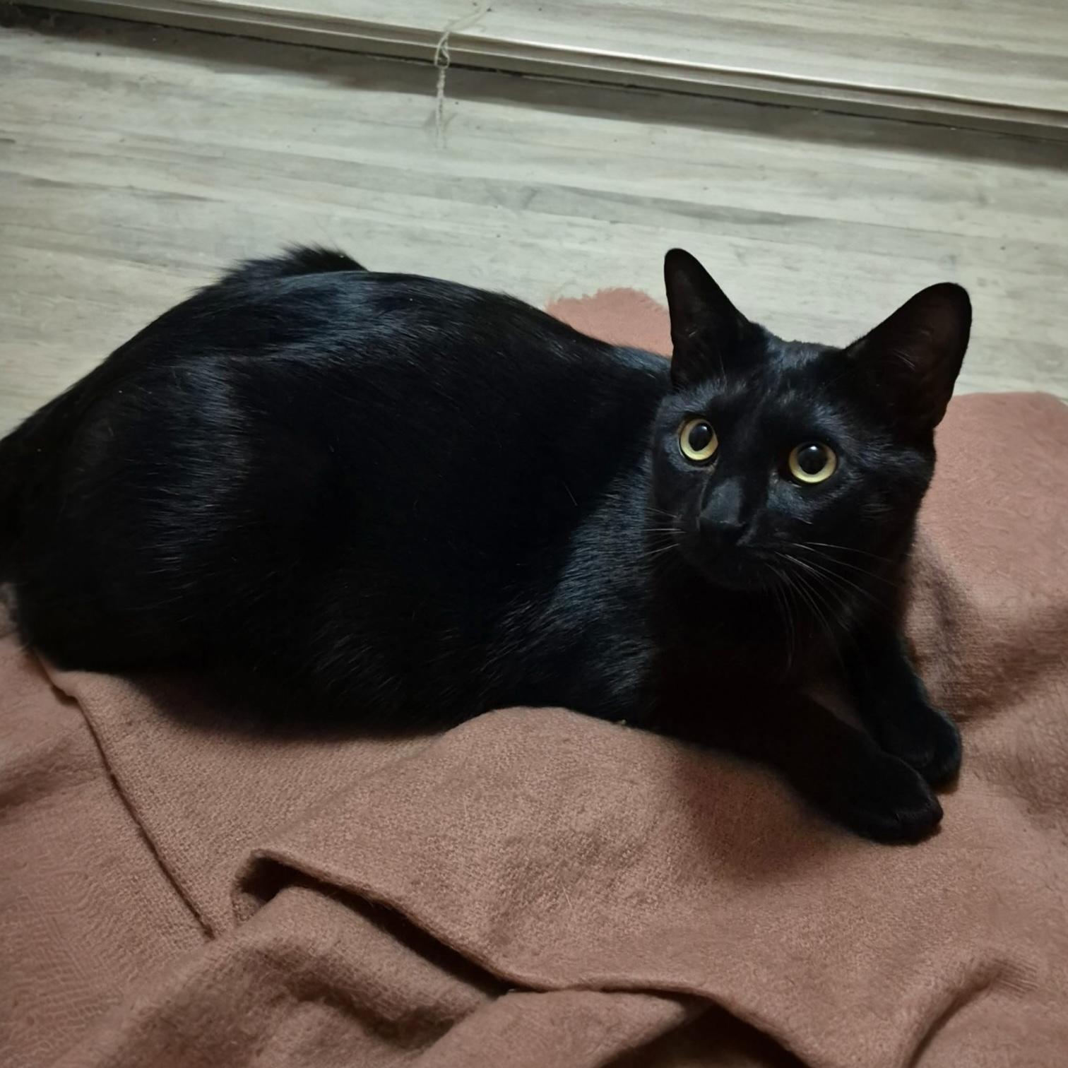 Jinx, Adoptable, Kitten Male Domestic Short Hair.