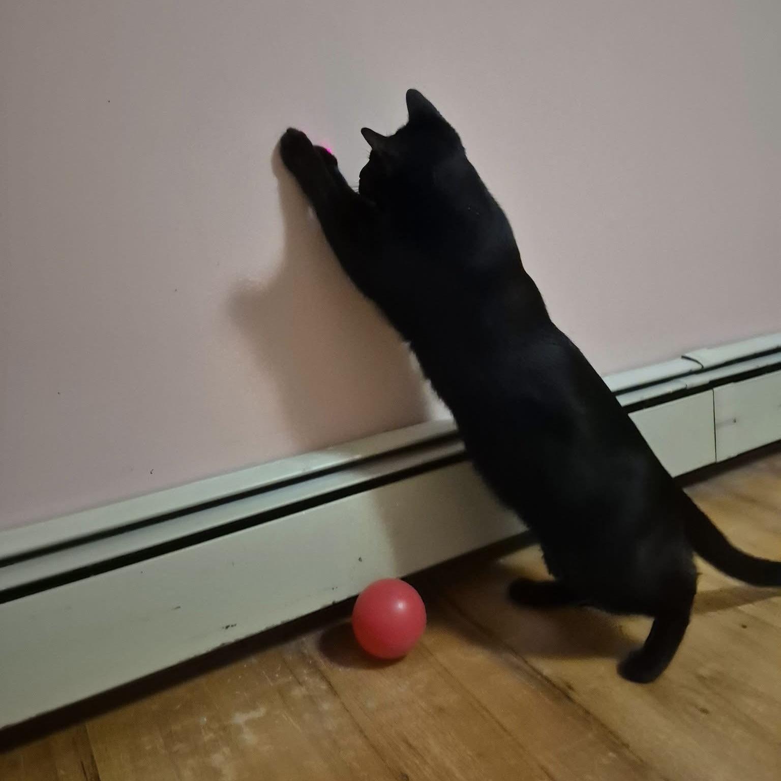 Jinx, a Adoptable Domestic Short Hair in Pittstown, NJ image 2/6