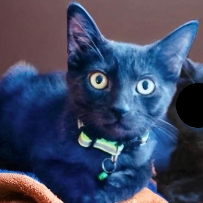 Jinx, a Adoptable Domestic Short Hair in Pittstown, NJ image 6/6