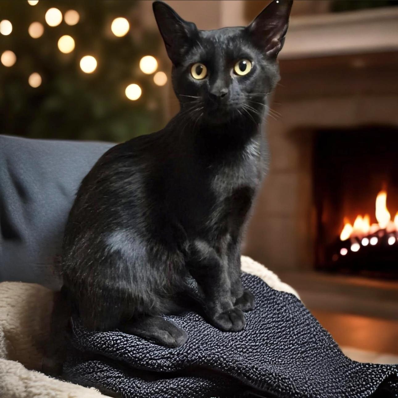 Jinx, a Adoptable Domestic Short Hair in Pittstown, NJ image 3/6