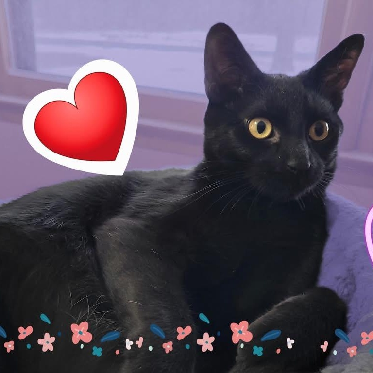 Jinx, a Adoptable Domestic Short Hair in Pittstown, NJ image 4/6