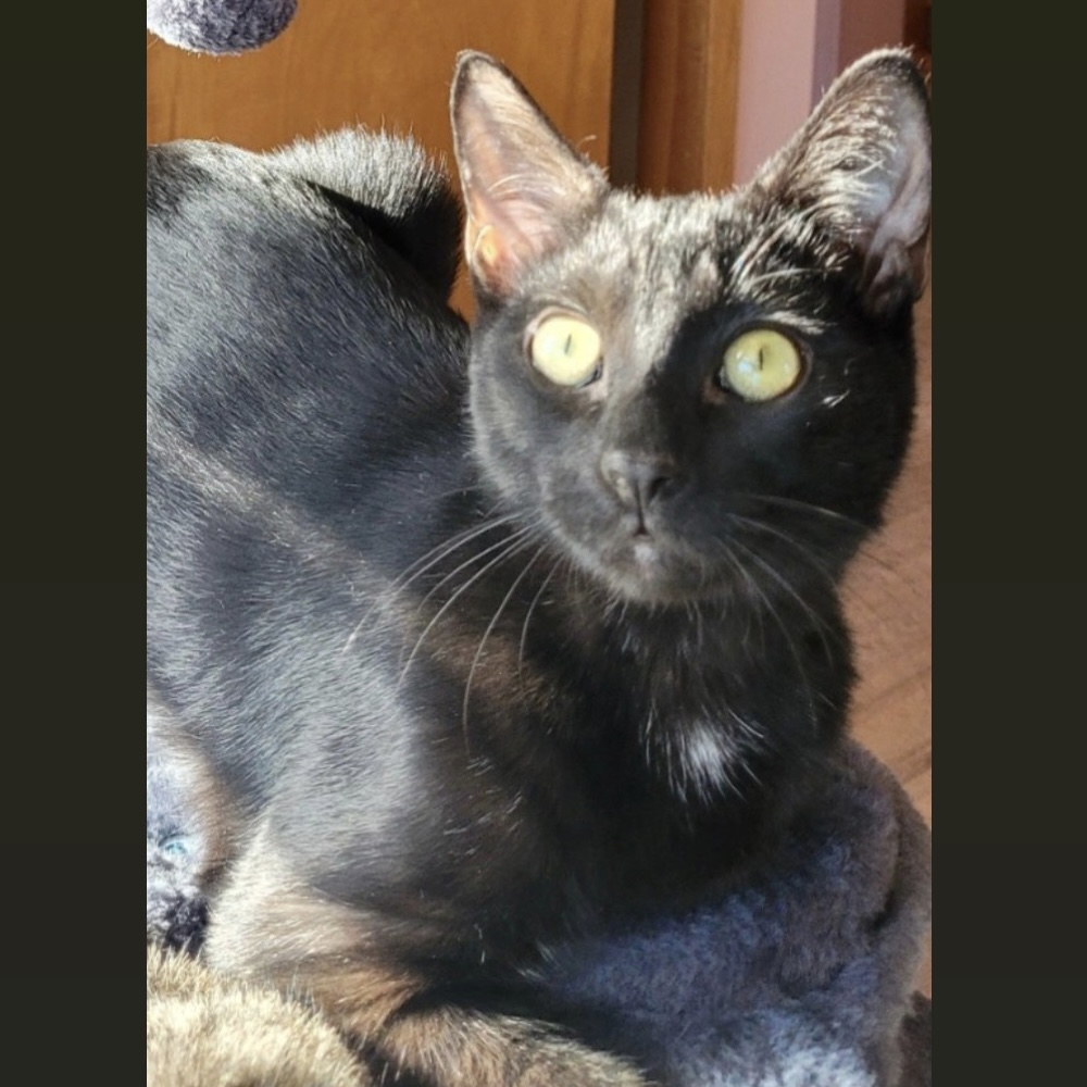 Jinx, a Adoptable Domestic Short Hair in Pittstown, NJ image 5/6