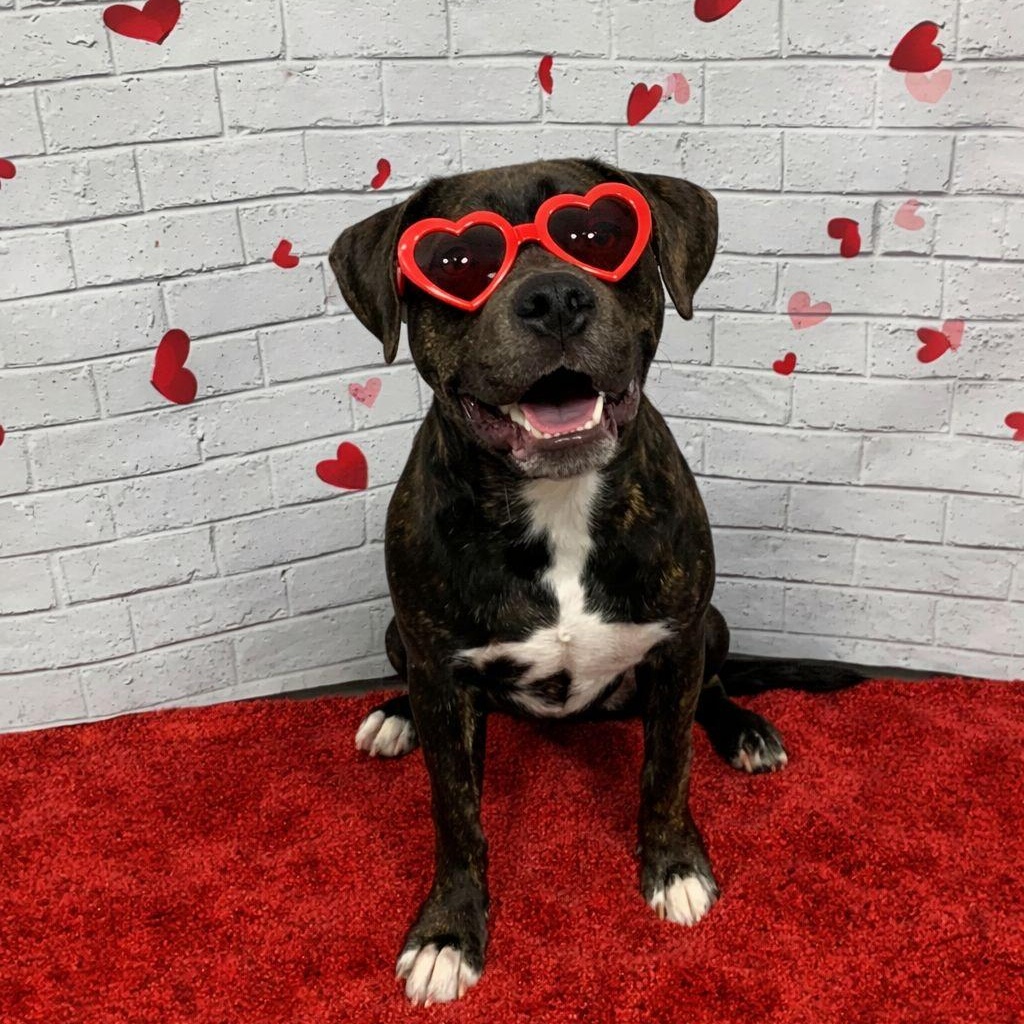 Harrison Ford — thumbnail 2