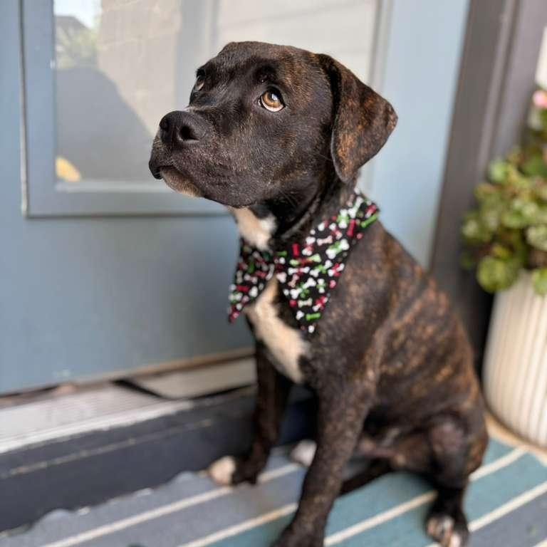 Harrison Ford — thumbnail 5