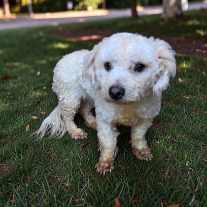 Gouda, Adoptable, Young Male Bichon Frise.