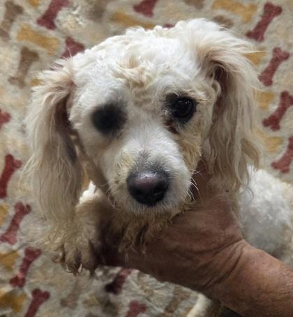 Gouda, Adoptable, Young Male Bichon Frise.