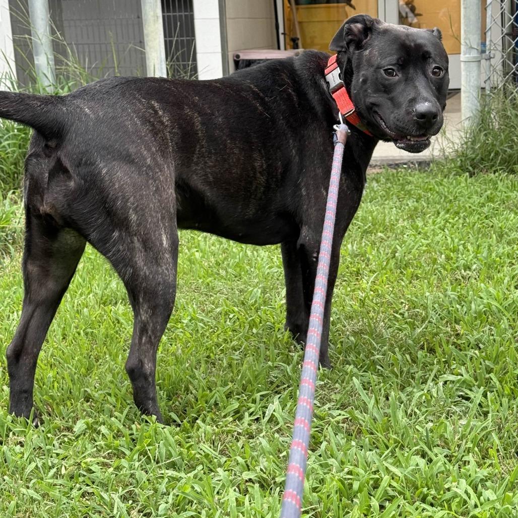 Enlarge Pixie, a Adoptable mixed breed in Gloucester, VA image 1/6