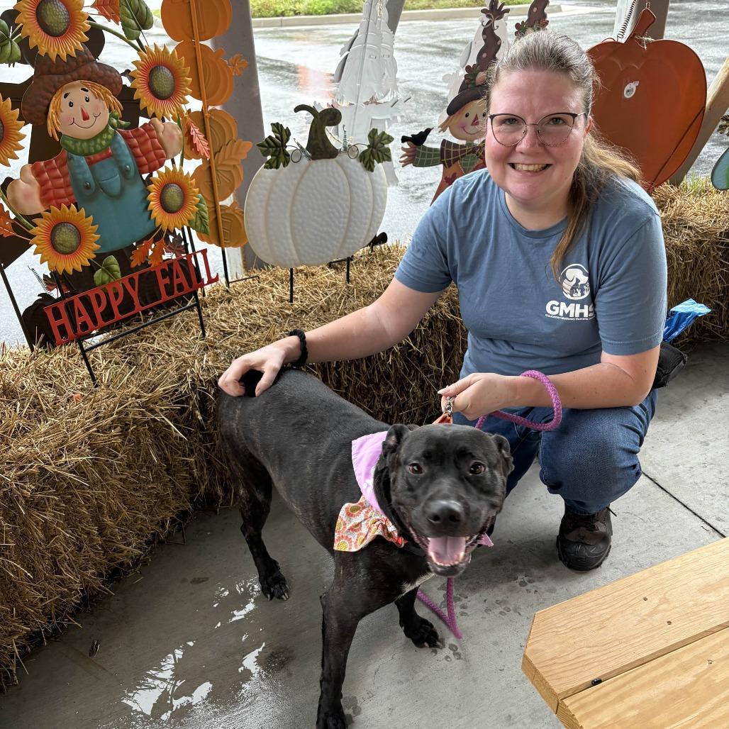 Enlarge Pixie, a Adoptable mixed breed in Gloucester, VA image 4/6