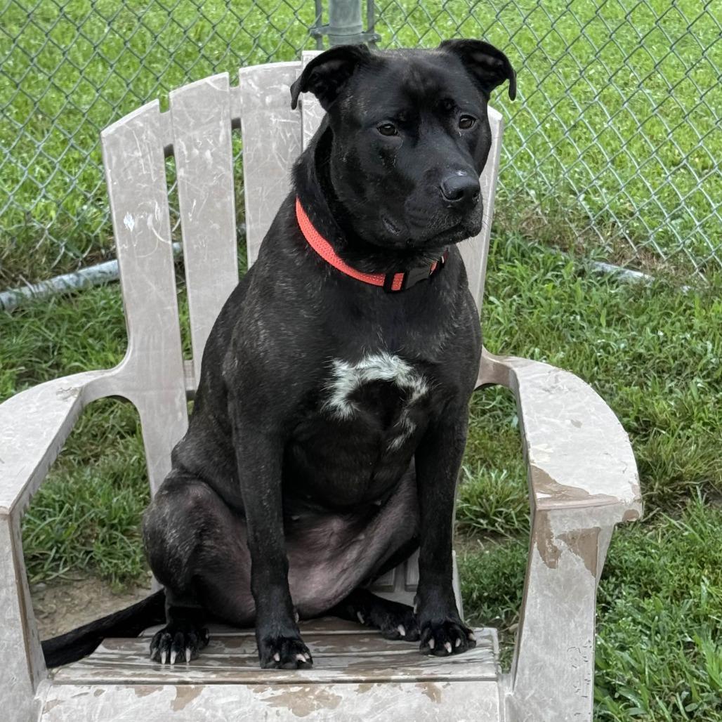 Enlarge Pixie, a Adoptable mixed breed in Gloucester, VA image 5/6
